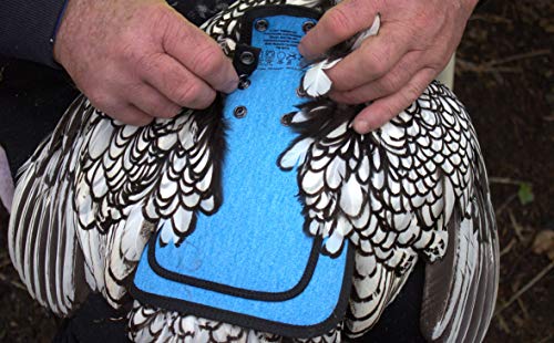 DOWN UNDER OUTDOORS Medium-Large Chicken Saddle Hen Apron Saver (Blue) | Adjustable Straps, Chicken Apron, Poultry Saver, Pet Supplies, Including Shoulder Cover, 14 oz Breathable Cotton Canvas - color: Blue