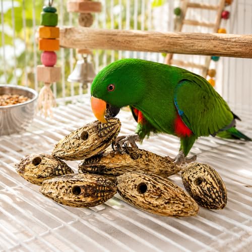 Bonka Bird Toys 3410 Drilled Mahogany Pods Shreddable Foraging Bird Toy with Natural Materials Hanging Cage Toy 9" for Small to Medium Parrots Budgie Cockatiel Conure Chewing Enrichment (Pack of 12) - size: Pack of 12