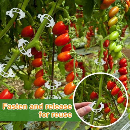 200 Pcs Plant Support Garden Clips, Tomato Clips, Crop Clips for Vine Vegetables, Fixing Tomato, Sweet Pepper, Eggplant, Makes Plants Grow Upright and Healthier - color: White