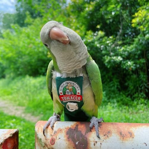 PARREN Bird Clothes Parrot diapers bird flight suits, reusable waterproof diapers pet bird supplies (M), Green