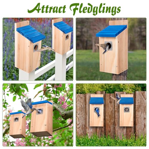 Dreyoo 2 Pack Bluebird Box Houses for Outside,1-1/2'' Entrance Hole Wooden Bird Houses with Metal Guard, Secure Latch,Fledgling Grooves,Air Vents for Bluebird Wren Swallow(Blue Roof, Wood Body) - color: Blue Roof, Wood Body