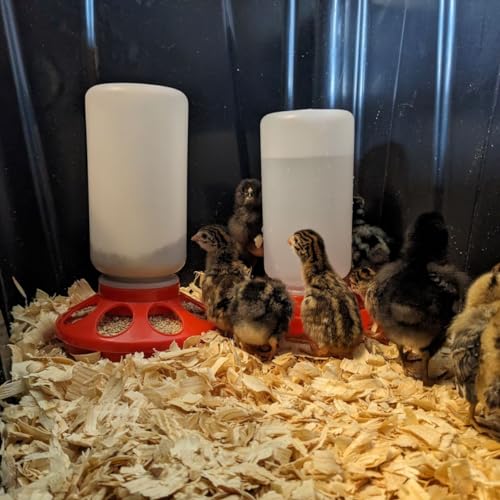 Chicken Waterer and Feeder Set | 1 Quart Poultry Drinker and 1 Quart Poultry Feeder Combo | for Chickens, Ducks, Turkeys, Ducklings, Quail, Baby Chicks and More - size: 1 Quart Feeder and 1 Quart Drinker