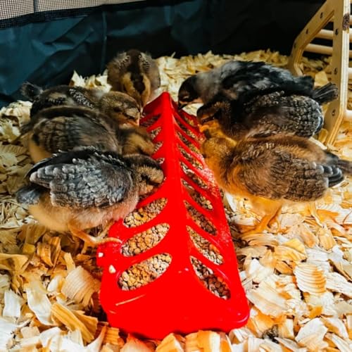 Quail Feeder, 4 Pack Chick Feeder No Waste, Poultry Feeder and Waterer Set, Flip Top Small Chick Feeders for Quail, Chicks, Duckling, Parrots, Birds, Pigeon Supplies