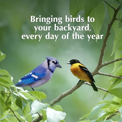 C&S Oriole Delight No Melt Suet Dough, Suet Cakes for Wild Birds Including Orioles and More, 11.75 Ounces, Pack of 8 - size: 1.47 Ounce (Pack of 8), style: Oriole, 8 Pack