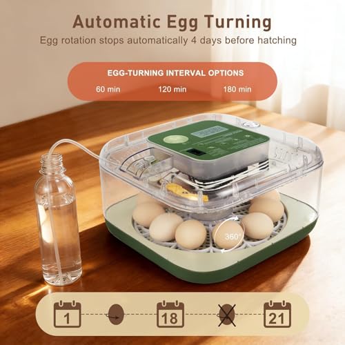 Gen IV – 12 Egg Fully Automatic Incubator, 2026 Upgraded Design, Intelligent Sensor-Based Humidity & Temp Control, Custom Hatch Days, Adjustable Auto Turnn with Auto-Stop, 360° View, Alarm, Candler - size: 12 egg-green
