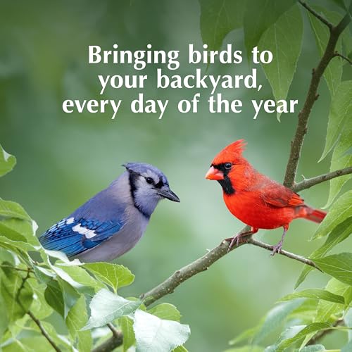 C&S Insect Delight No Melt Suet Dough, Suet Cakes for Wild Birds Including Robins, Blue Jays, Woodpeckers, Wrens, Bluebirds and More, 11.75 Ounces, Pack of 8 - size: 1.47 Ounce (Pack of 8), style: Insect, 8 Pack