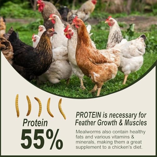 Adaman Dried Mealworms -5 LBS- 100% Natural High Protein Mealworms - Bulk Meal Worms for Blue Birds, Chickens, Ducks - Best Chicken Treats, Bird Food, Turtle Food - size: 5 Pound (Pack of 1)