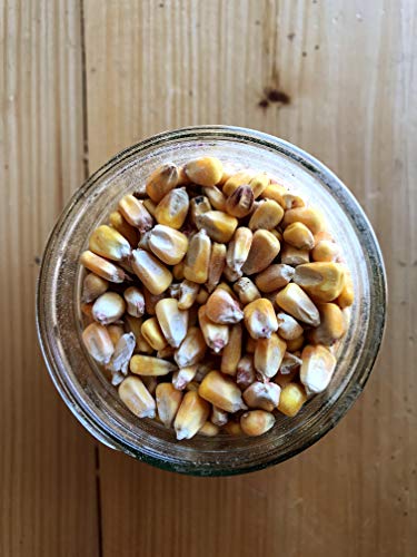 Ernst Grain & Livestock Shelled Corn, Non-GMO, 46 lb – Perfect Feed for Deer, Squirrels, Chickens, Ducks, Rabbits, Geese, and More!