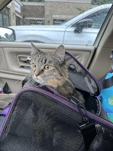 Soft Pet Carrier for Large and Medium Cats, 2 Kitties, Small Dogs. Easy to Get Cat in, Great for Cats that Don't Like Carriers (Black) - color: Black