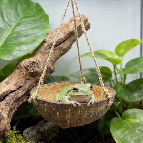 Natural Coconut Shell Frog Swing Toy, Reptile Hammock Bed with Hanging Rope & Metal Buckle, Terrarium Habitat Decor Accessories for Lizard Gecko Bearded Dragon Hamster Birds Hermit Crab Bearded Dragon