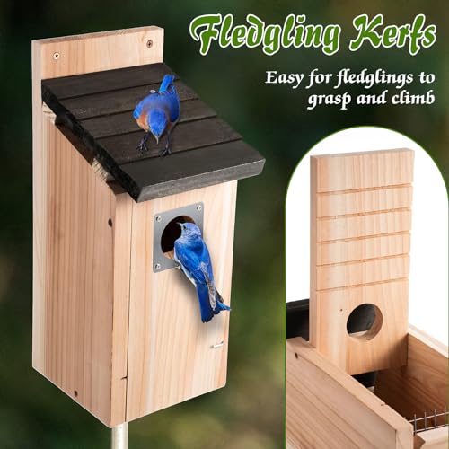 Dreyoo 2 Pack Bluebird Box Houses for Outside,1-1/2'' Entrance Hole Wooden Bird Houses with Metal Guard, Secure Latch,Fledgling Grooves,Air Vents for Bluebird Wren Swallow(Dark Wood) - color: Dark Wood