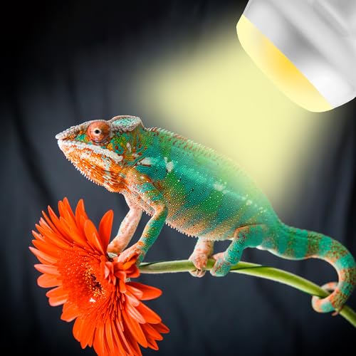 100W High-Output Reptile Basking Spot Lamp, Daylight Heat Bulb | Intense Daylight Heating, Promotes Activity & Digestion for Desert Reptiles, Large Terrariums & Basking Enclosures, E26 Base - color: Intense Basking Spot, size: 100W Upgraded - 3.1"