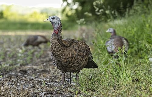 Avian-X LCD Feeder Hen Turkey Decoy with X-Factor Motion System – Realistic Lifelike Collapsible Standing Turkey, Durable Design, Carry Bag & Collapsible Stake for Hunting - style: LCD Lookout Hen