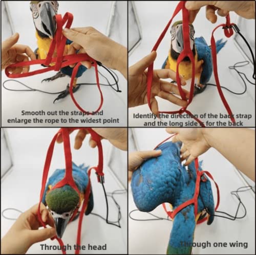 Adjustable Bird Harness with 78.7 Inch Leash, Outdoor Flying Training Rope Kit for Bird Parrots, Parrot Flying Rope Straps Outdoor Training Traction Rope for Small Medium Large Size Birds (S) - size: S