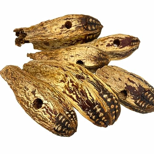 Bonka Bird Toys 3410 Drilled Mahogany Pods Shreddable Foraging Bird Toy with Natural Materials Hanging Cage Toy 9" for Small to Medium Parrots Conure Cockatiel Budgie Chewing Enrichment (Pack of 6) - size: Pack of 6