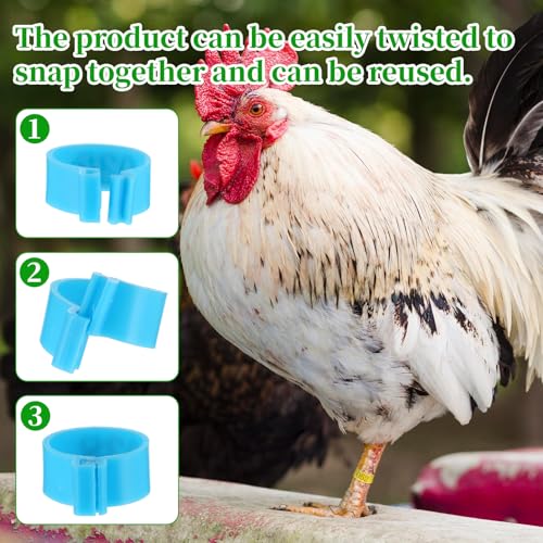 Thinp 100 Pcs Chicken Leg Bands, 16mm Numbered Chicken Leg Rings Multicolor Chickens Identification Legs Bands Plastic Chickens Tags with Notched Ring Poultry Legs Band for Ducks Turkey Goose Pigeons