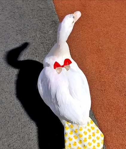 2 Pack Chicken Diapers for Hens, Roosters, Diapers for Ducks, Ducklings, Reusable Pet Diaper with Bow Ties Waterproof Poultry Nappies for Geese Pet Ducks,Pineapple&Yellow Duck,L - size: L