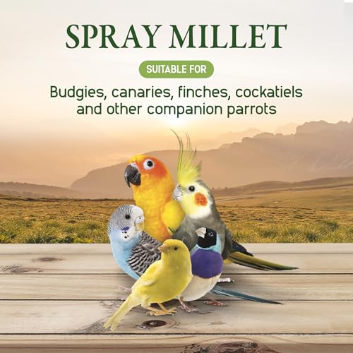 Living World Millet Spray for Birds, 17.6 Oz | Premium Treat for Budgies, Canaries, Finches, Cockatiels and Other Pet Birds - size: 1.1 Pound (Pack of 1)