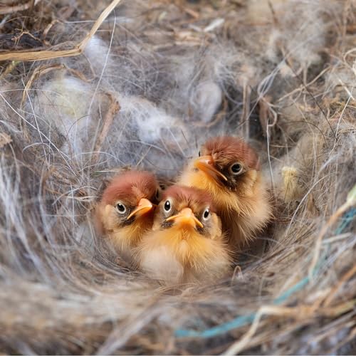 240G/8.5OZ Bird Nesting Material, Natural Mixing Nesting Material Pad for Bird Nest, Bird Nest Bedding Bird Nest Building Materials and Hideouts Supplies for Cage Garden Tree Trunk