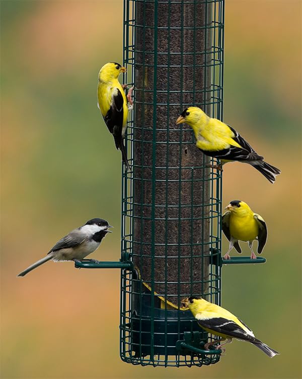Squirrel Buster® Nyjer® – Squirrel-Proof Nyjer®/Thistle 2.4-pound Seed Capacity Feeder w/8 Feeding Ports & 4 Perches, Easy Fill & Clean, Durable Outdoor Feeder for Finches, Goldfinches & Small Birds | Eight ports, four perches, easy-fill design, UV-resist