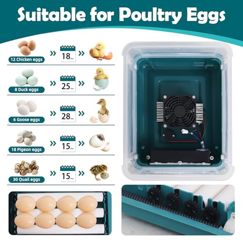 12 Eggs Incubators for Hatching with Auto Turning and Humidity Display | Temperature Monitoring，Adjustable rollers，Suitable for a variety of poultry eggs，Automatic Egg Turner