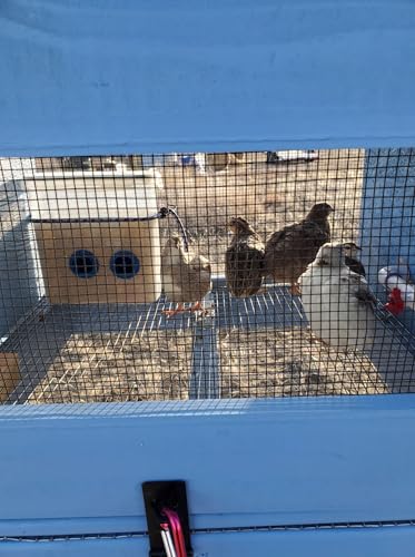 Quail & Chick Port Feeder by NWQuailFarm NO Waste Feed Saver for DIY Bucket Pail Bin Container Coturnix (4 Pack) Red