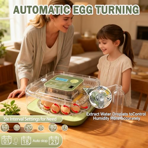 XOTTI Incubator for Hatching Egg, 12 Egg Incubators with Temperature and Humidity Control, Automatic Turner, Candler, 360° Viewing for Dry Hatch Chicken, Duck, Quail, Goose, Parrot and Pigeon - size: 12 Eggs