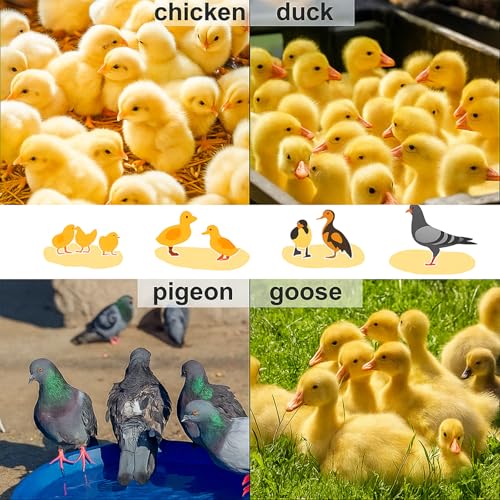 Adjustable 16x16 brooder Heating Plate for Baby Chicks, Providing Constant, efficient Warmth. Safe, Energy-Saving, Easy to Assemble and Clean. Perfect for Chicken Brooding (Blue)