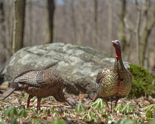 Avian-X LCD Feeder Hen Turkey Decoy with X-Factor Motion System – Realistic Lifelike Collapsible Standing Turkey, Durable Design, Carry Bag & Collapsible Stake for Hunting - style: HDR Feeding Hen