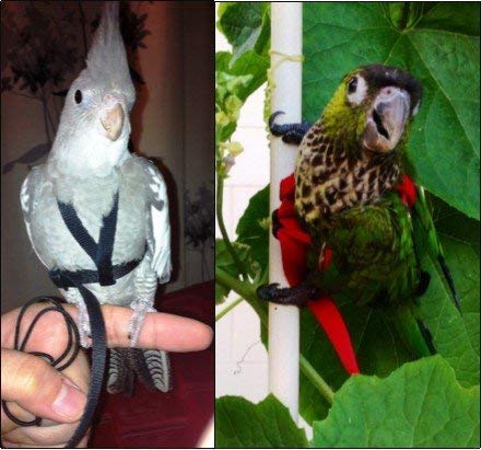 The AVIATOR Pet Bird Harness and Leash: Petite Blue - color: Blue, size: Petite