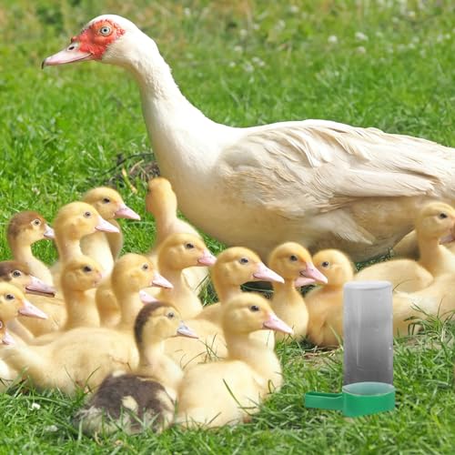 SUPVOX Automatic Poultry Feeder and Waterer for Chicks and Quail - Space-Saving Easy to Clean Plastic Feeder and Drinker 4.5 X 3.2 X 1.6 Inches