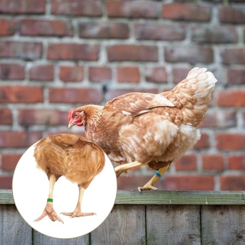 100Pcs Chicken Leg Rings - Colorful Readable Numbered Chicken Identification Leg Bands, Poultry Leg Bands Clip on Leg Rings for Ducks Chicks Chicken Guinea Pigeons Goose Gamefowl (20mm/0.8inch) - size: 20mm/0.8inch