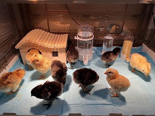 Chick Brooder,Brooder Box for Chicks,Brooder Heater Warms up to 15 Chicks (20″x14″x12″)