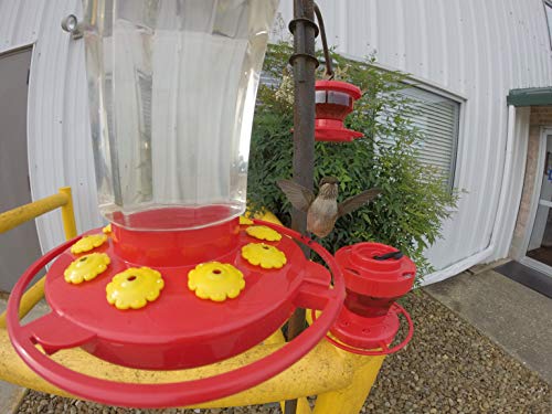 First Nature Hummingbird Flower Feeder - 32‑Ounce - Wide‑Mouth | Bright Flower Ports Attract Birds - Round Bottom Perch Fits Multiple Birds - See-Through Tank Shows Nectar Levels - size: 32 ounce