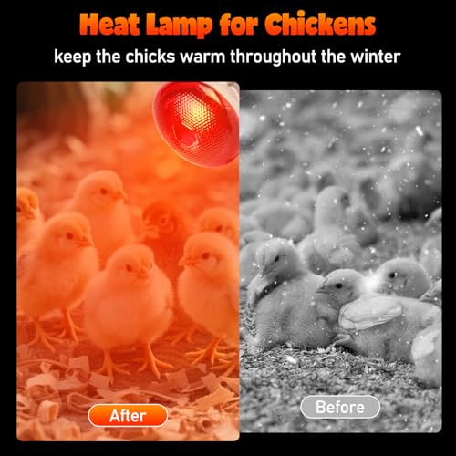 LUCKY HERP Heat Lamp Bulbs for Chickens, 150W Infrared Heat Lamp 1 Pack, Red Heat Lamp Bulbs for Reptiles, Pets, Brooder Coop and Poultry - style: 150 Watts 1 PACK
