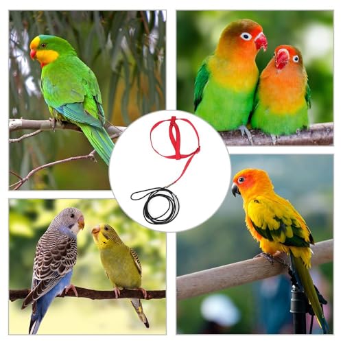 Parrot Harness Leash, Anti Bite Bird Training Leash Adjustable Parrot Flying Rope for Parrot Budgerigar Lovebird Cockatiel