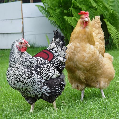 2pcs Chicken Saddle for Hens, Chicken Apron Clothes Hen Saddle for Chickens Adjustable Straps and Elastic Shoulder Suit Medium and Large Hens, Red