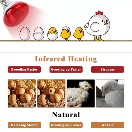 250W Red Heat Lamp Bulbs for Chicken,Infrared Flood Light Heat Lamp Bulb, Incandescent Light Heat Lamps for Chicks, Reptile, Pets, Par38 Glass E26 Base 2PCS - size: Par38 250W 2PCS