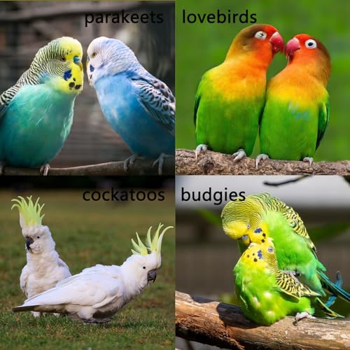 2Pack Stainless Steel Bird Ladders 9-Step Parrot Ladder Hanging Bird Cage Climbing Toys with Hooks Birds Exercise Toy for Parakeets, Parrots, Cockatoo，Rust-Resistant and Easy to Clean - color: 2 PCS