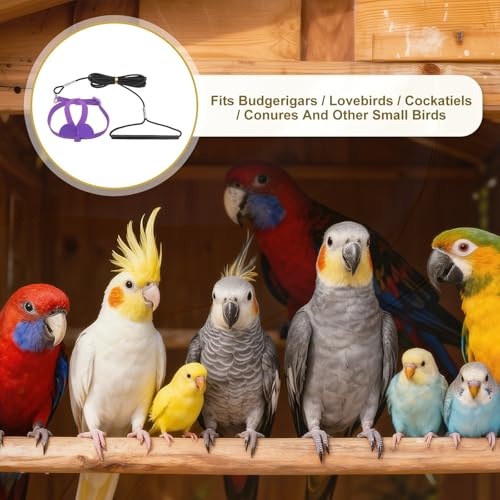 Bird Harness Leash, Adjustable Pet Parrot Bird Harness and Leash Lightweight Anti-Bite Flight Training Rope with Cute Wing, (Purple, S), Intended for Parrots/Pigeons/Budgies - color: Purple, size: Small
