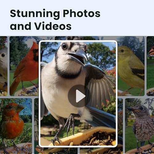 Smart Bird Feeder with Camera for Rookie, Camera Bird Feeder Dual Night Vision, AI Recognition IP66 Waterproof for BirdLovers, 1.3L Capacity - style: AI 7 Day Trial