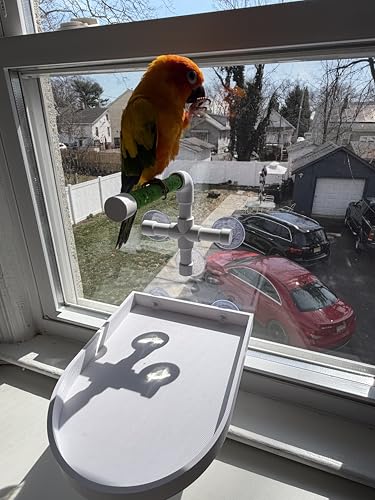 CleanPerch™ Window Bird Perch with Suction Cups. Grooming & Outside Viewing Perch for Parrots, Conures & Small Birds. Window-Mounted Bird Stand (White/Green, 6") - color: Green, size: 6"