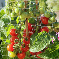 Heavy Duty Garden Trellis Netting, 6 x 15 ft, White, Rectangular, Polyester Nylon, Climbing Plant Support Netting, Garden - size: 6x15ft - 2 Pack
