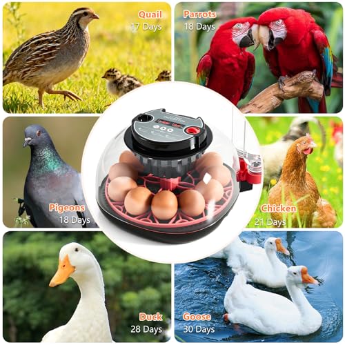Incubators for Hatching Eggs - 12 Egg Capacity, Egg Incubator with Automatic Egg Turning and Temperature Control, Incubator for Chicken, Duck, Goose, Quail, 360° Full View, Home Farm Classroom Use