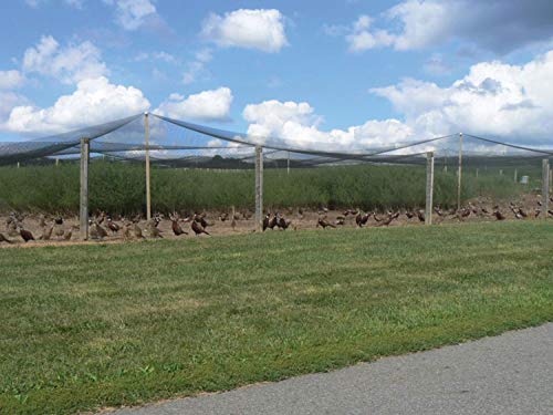 Stromberg's 1" Knotted Netting, Game Bird Netting, Heavy Duty, Chicken Coops, Gardening, UV-Resistant, 85 lb. Break Strength, 50'x100' | Heavy Duty, Chicken Coops, Gardening, UV-Resistant, 85 lb. Break Strength - style: 1" Netting - 50' x 100'