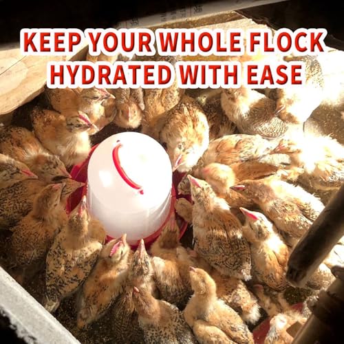 2 Pack 3L Chicken Waterer Feeder – Large Capacity Poultry Drinker Set for Chicks, Ducks, Turkeys | Plastic Water Dispenser Container for Coop