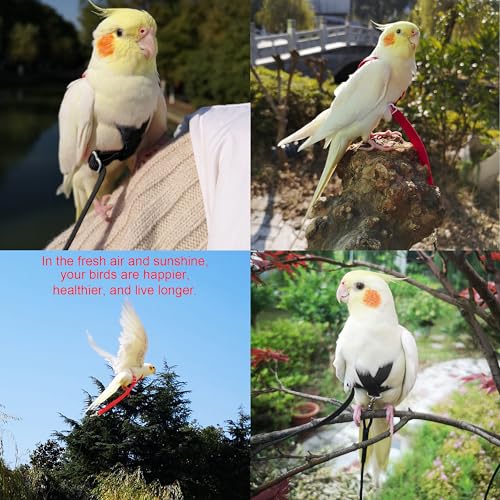 VANFAVORI Adjustable Bird Harness with 80-inch Leash, S Size, 2 Pack | For Bird Parrot Cockatiel and Similar Parrots 70-120 g. Includes 2 harnesses, Black and red, and 2 Leashes for Outdoor Flying