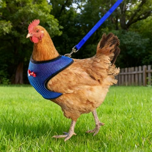 Chicken Harness and Leash Set Adjustment mesh Duck Harness Vest，Black M | breathable mesh harness,adjustable straps,sturdy leash,fit chicken,duck,goose,rooster,parrot,kitten,tiny dog training walking - color: Black, size: M( Chest 18.1-20.5")