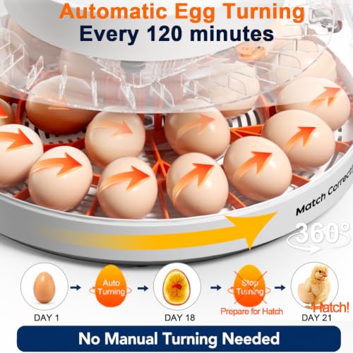 Upgraded Egg Incubators for Hatching Eggs, 22 Egg Incubator with Automatic Egg Turning, Temperature Control & Humidity Display, LED Candler, Incubator for Chicken, Duck, Quail Eggs - size: 22 EGGS