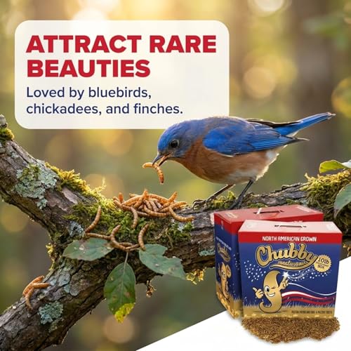 Chubby North American Grown Dried Mealworms | 30 lbs | Non-GMO High-Protein Treats for Chickens, Ducks & Wild Birds – Sustainable Chicken Feed - size: 30 Pound (Pack of 3)